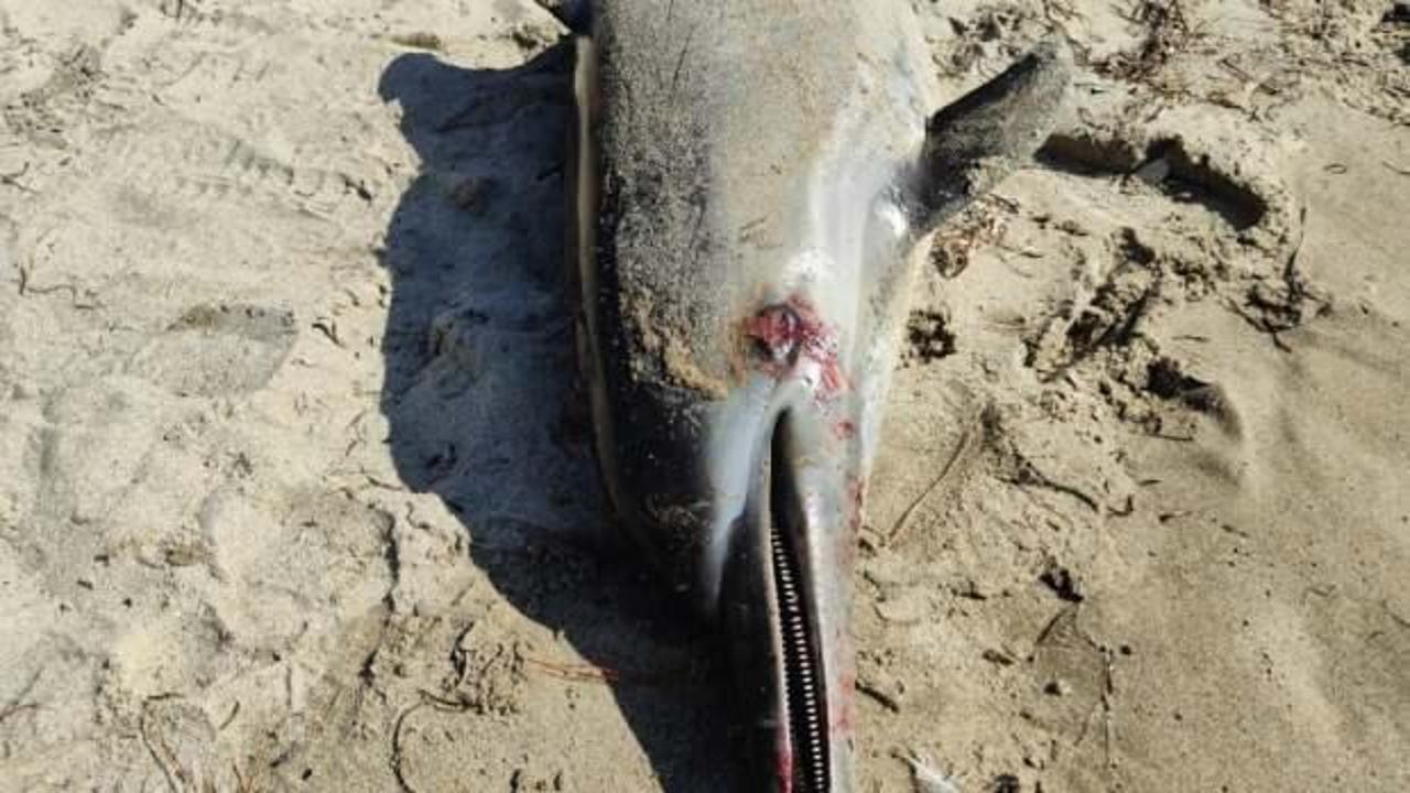 Kuşadası'nda yunus balığı karaya vurdu: Boğularak öldüğünü düşünüyoruz