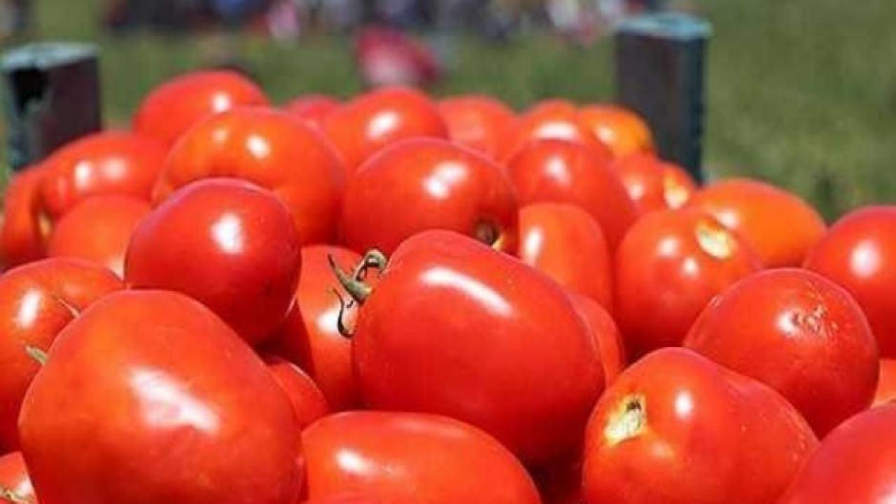 Avrupa'dan domates için talep üstüne talep geliyor