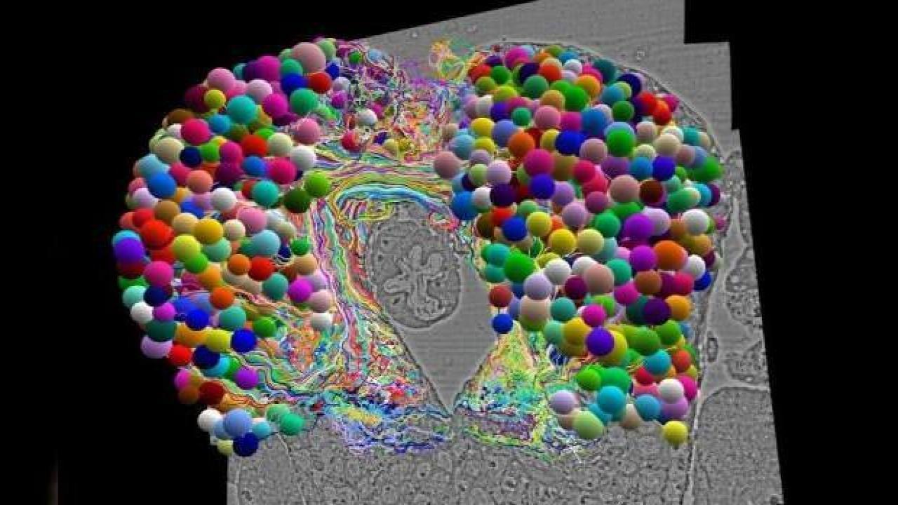 Böcek beyninin en ayrıntılı haritası çıkarıldı