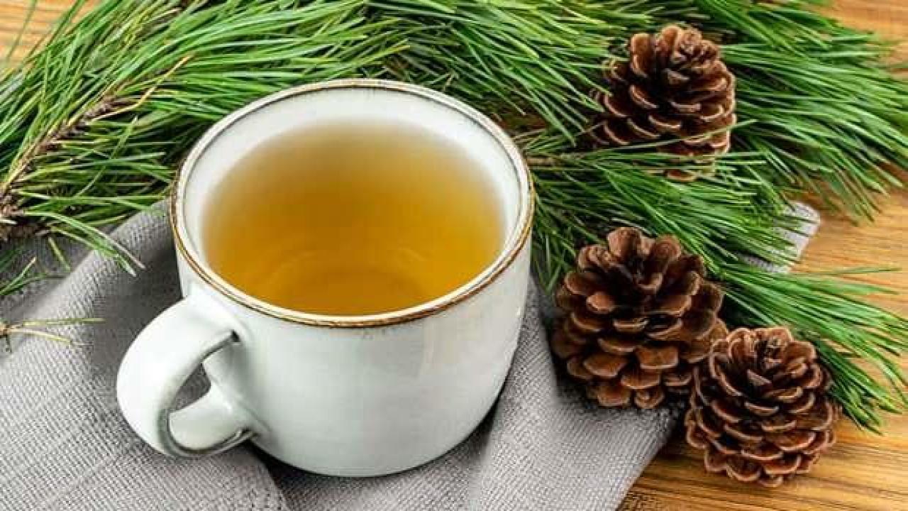 Çam yaprağı çayının faydaları ve zararları: Çam iğnesi çayı nasıl yapılır?
