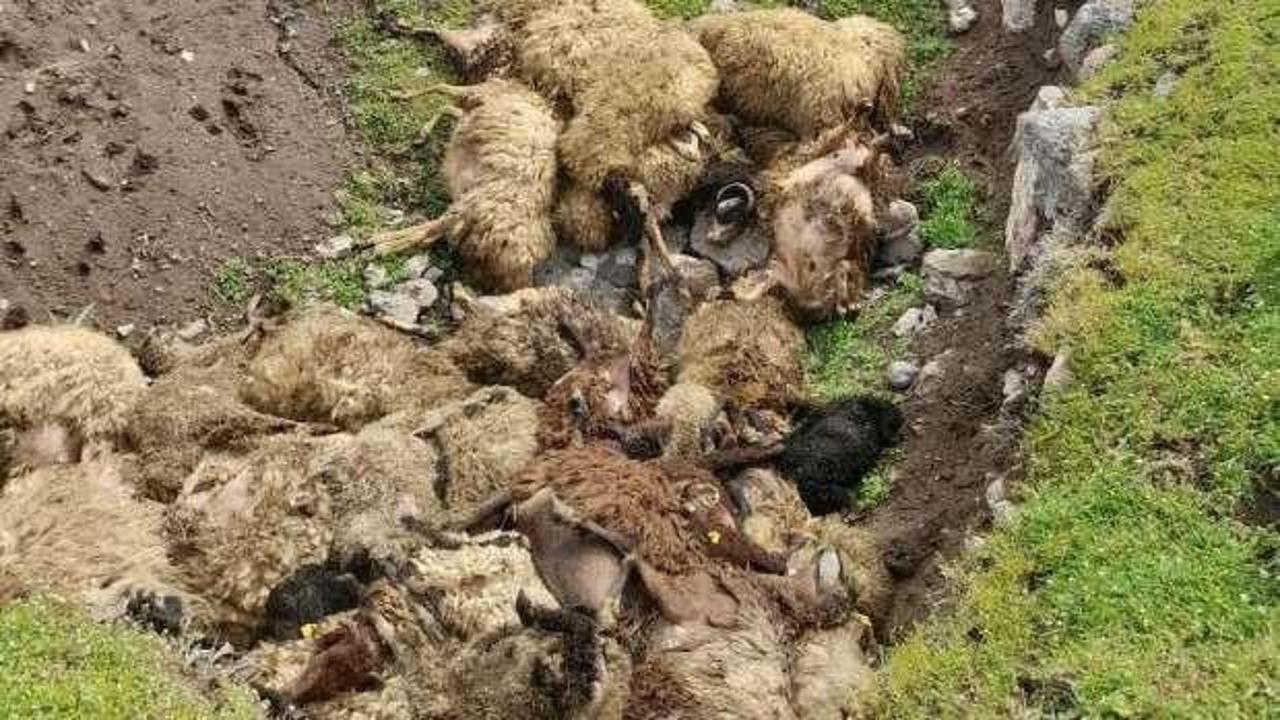 Erciş'te ahırda havasız kalan koyunlar telef oldu