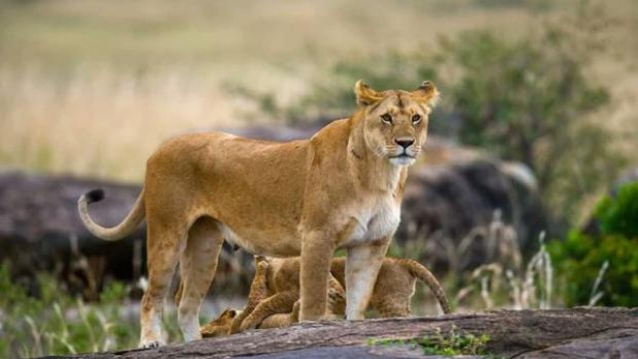 Güney Afrika'da nakil aracından kaçan aslan aranıyor
