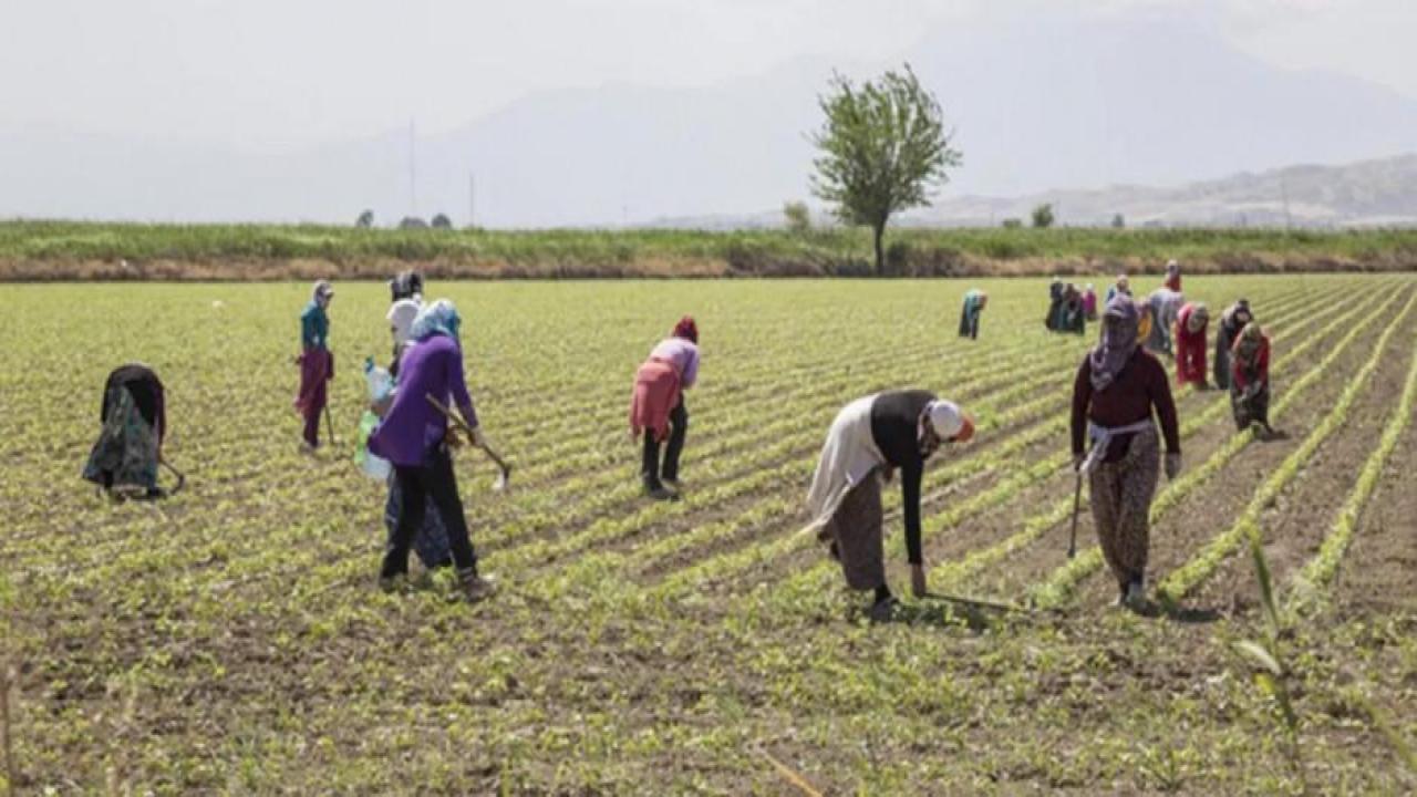 Kadın çiftçilere 10 milyar TL'lik destek