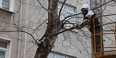 Kartal'da Bahara Hazırlık İçin Binlerce Ağaç Budandı