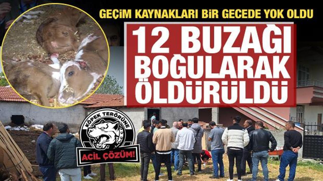 Samsun'da başıboş köpekler ahırdaki 12 buzağı ile 1 oğlağı boğarak öldürdü