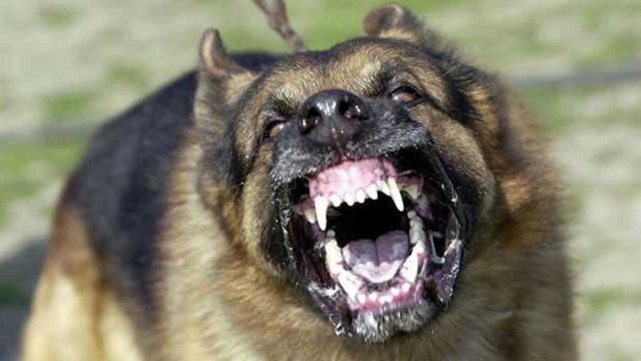 İngiltere'de korkunç köpek saldırısı! 7 aylık bebek öldü