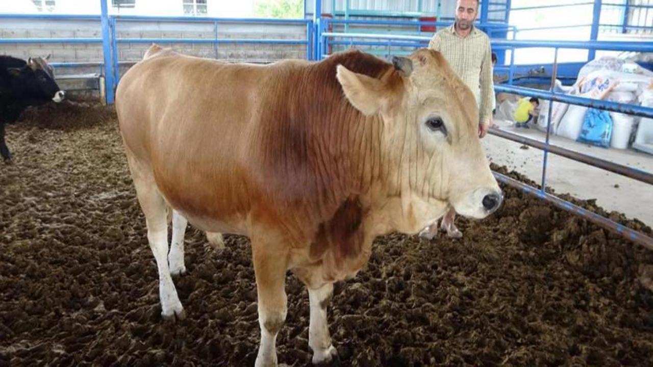 1 tonluk ‘Paşa’ rekor fiyata satıldı