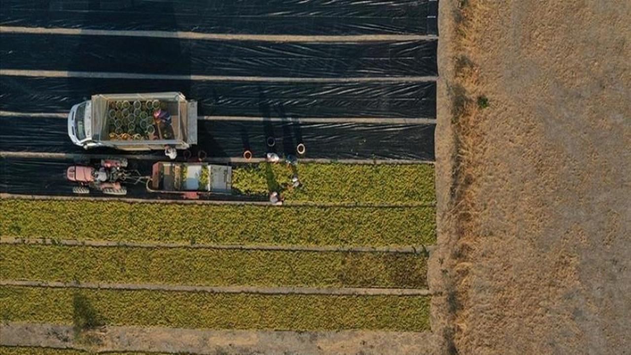 10 soruda işlenmeyen tarım arazilerinin kiraya verilmesi