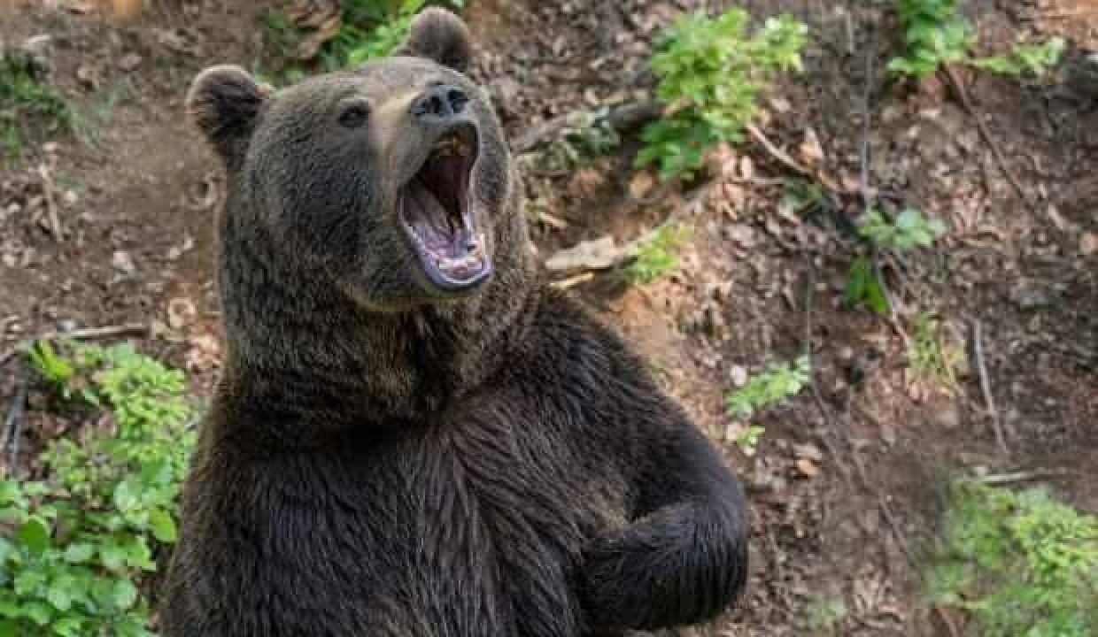 152 şikayet geldi, polis hırsız ayının peşinde