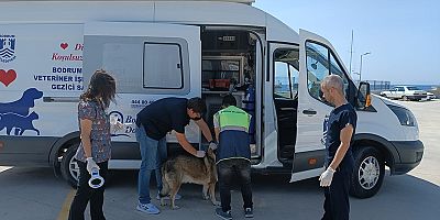 3 Bin 738 Sokak Hayvanına Müdahale