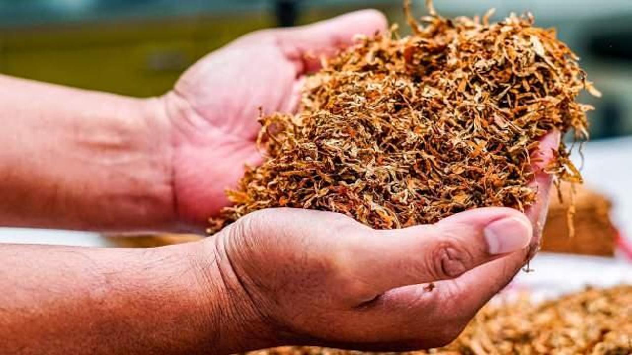 31 Mayıs Dünya Tütünsüz Günü! Her yıl 8 milyon kişi ölüyor!