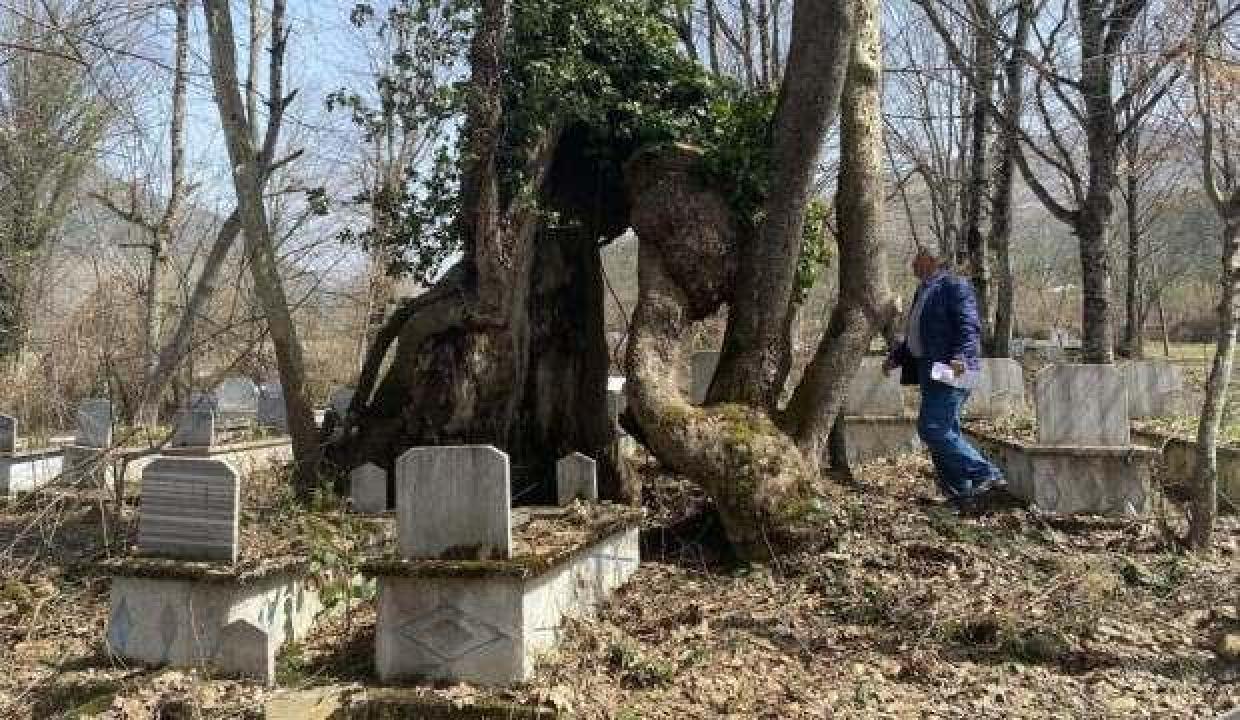 350 yıllık çınar ağacında Allah lafzı