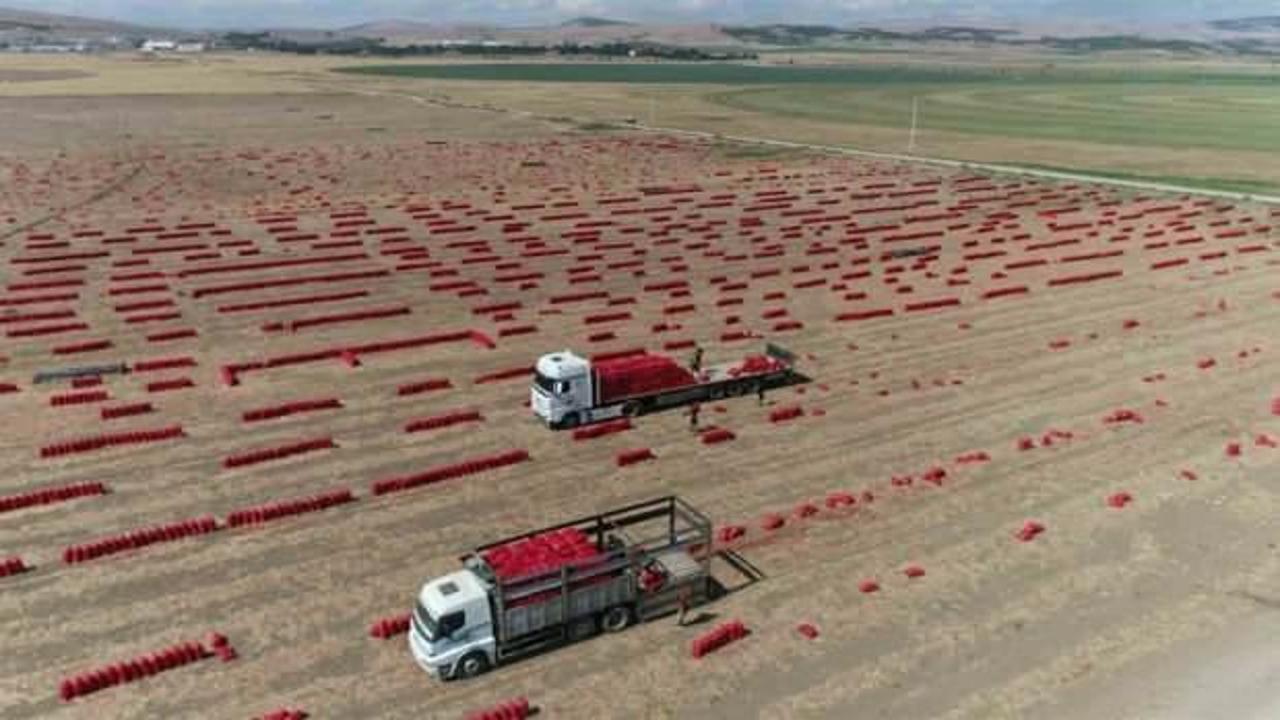 430 bin ton soğan üretildi! Tarlada kilosu 6 TL