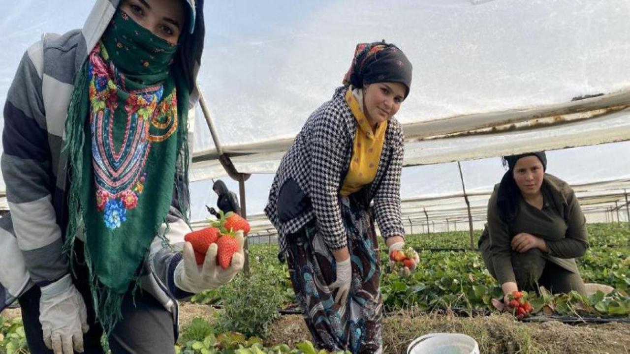 45 gün beklenip 6 ay hasat yapılıyor