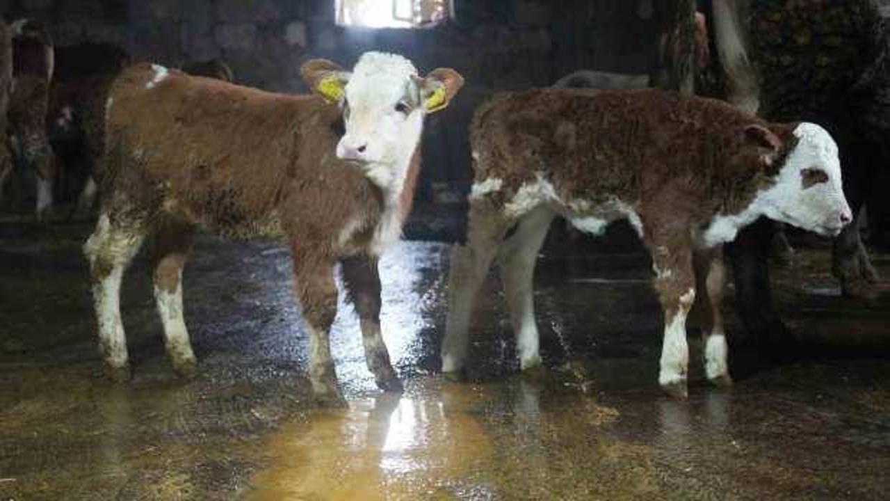 80 bin buzağıdan 5 milyar TL gelir bekleniyor