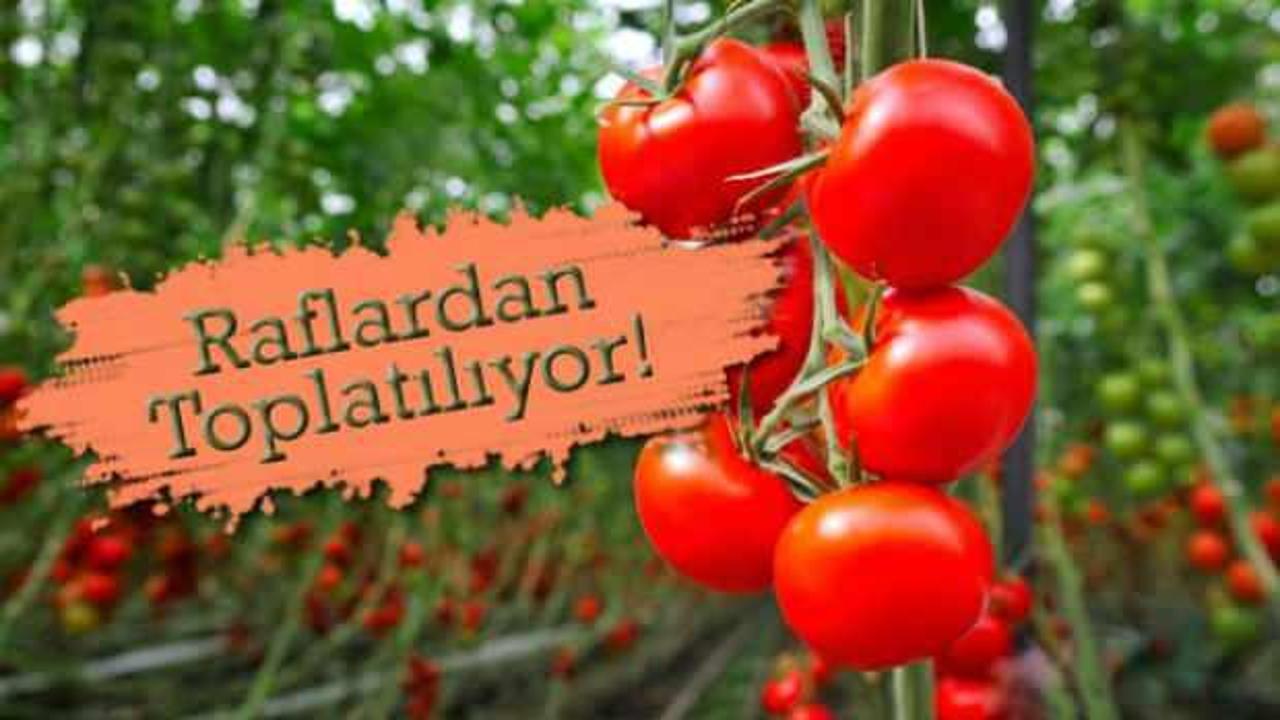 ABD alarmda: O marka domateslerde ölümcül tehdit!