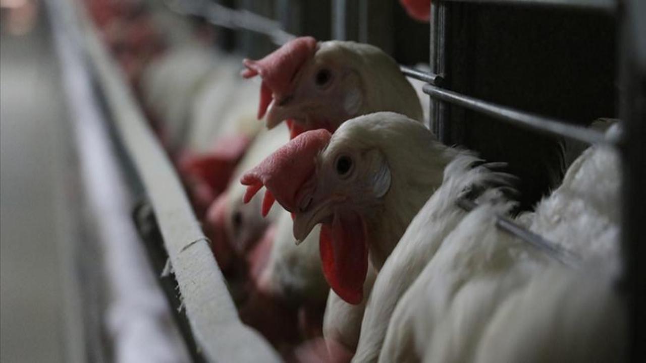 ABD, kuş gribiyle mücadele için 1 milyar dolara kadar yatırım yapacak