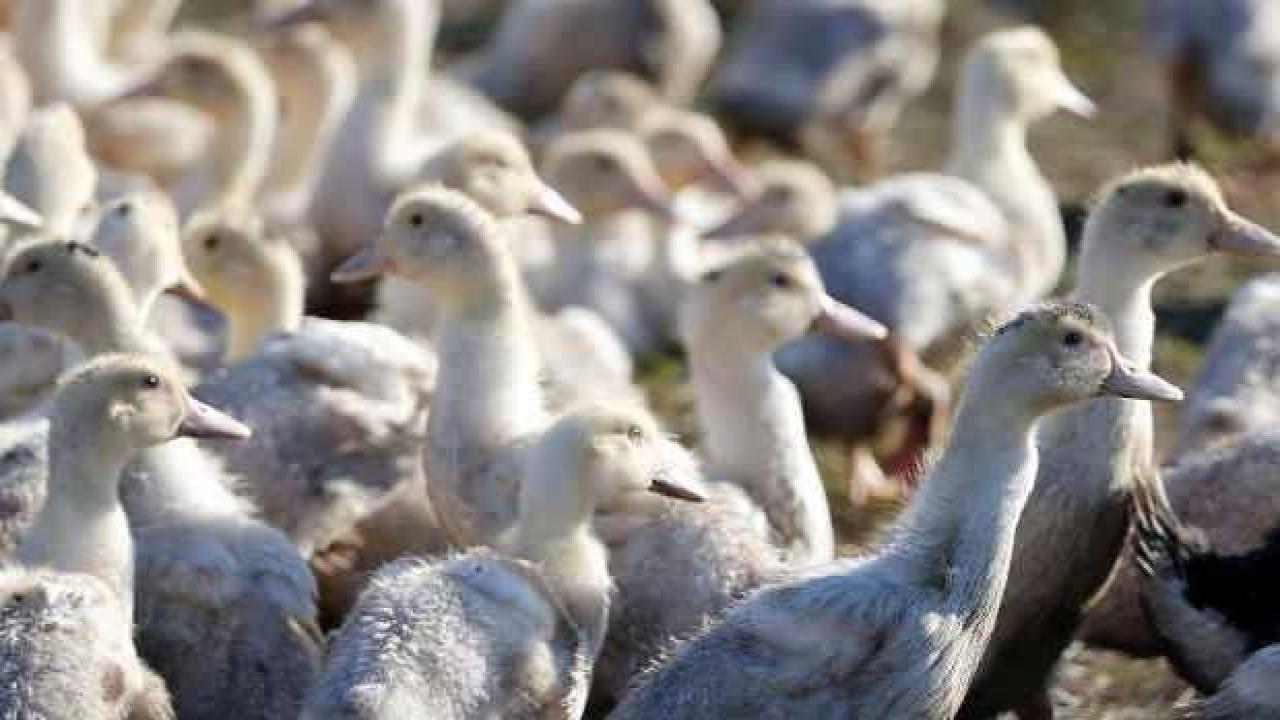 ABD'deki çiftliklerde kuş gribi vakaları artıyor