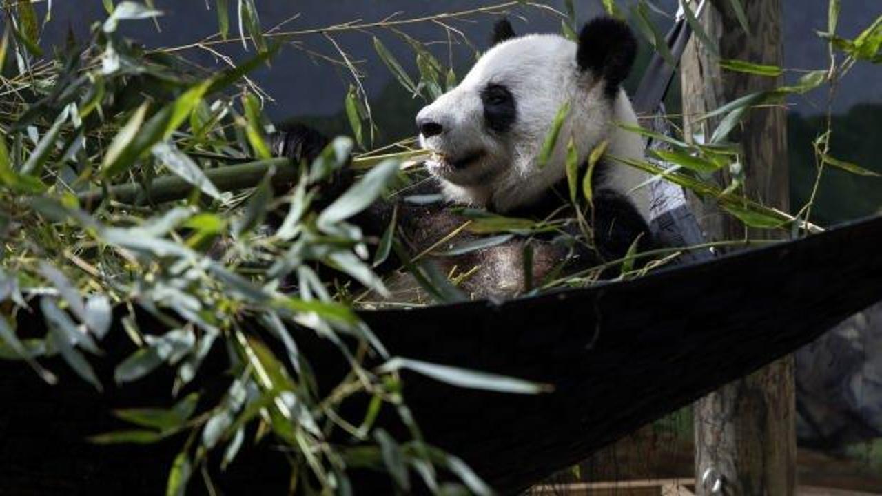 ABD’deki son 4 panda Çin’e geri gönderilecek