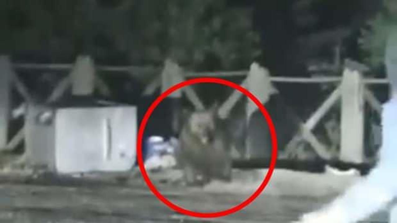 Aç kalan ayıyı görüntülüyorlardı: Son anda kurtuldular!