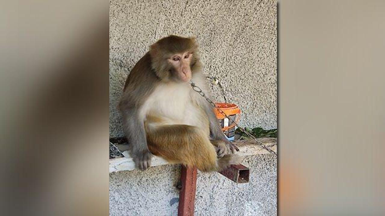 Adana bu olayı konuşuyor! Çocuğu ısıran maymunun çocuk sahibine dev para cezası