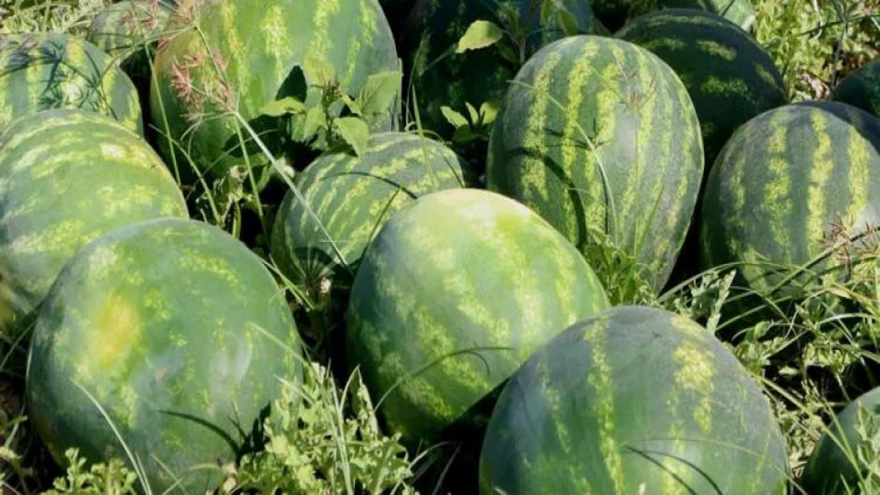 Adana karpuz hasadı başladı! Kilosu 7 lira