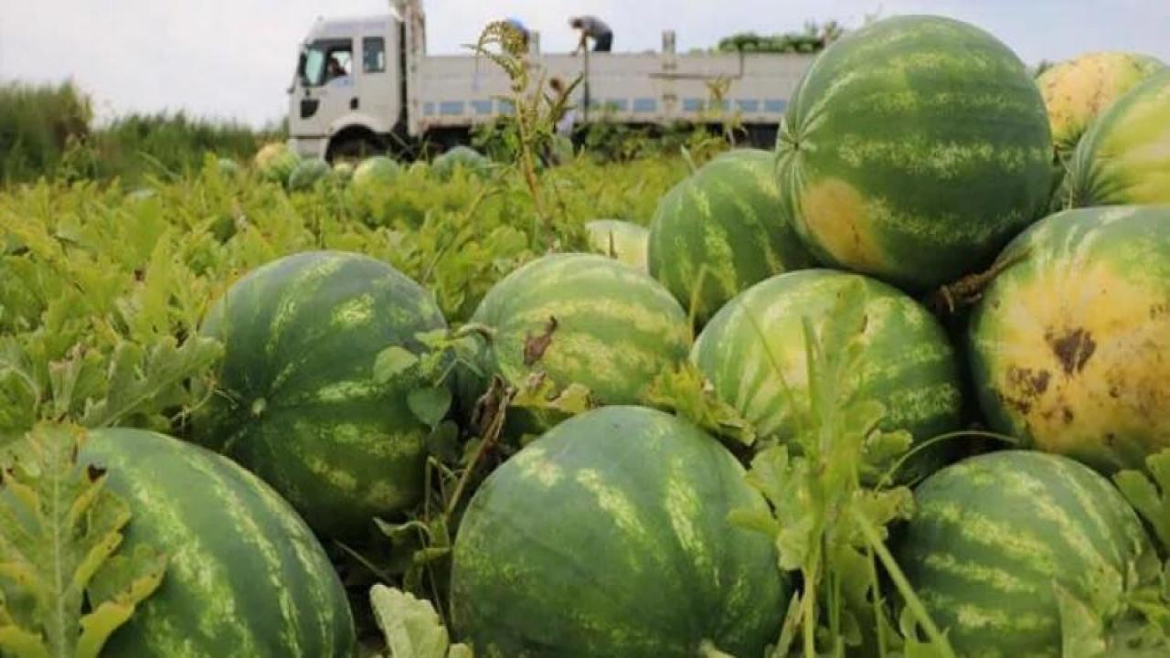 Adana karpuzu hasat için gün sayıyor