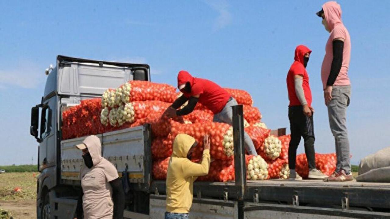 Adana'da hasat sürüyor: Soğanın fiyatı düştü