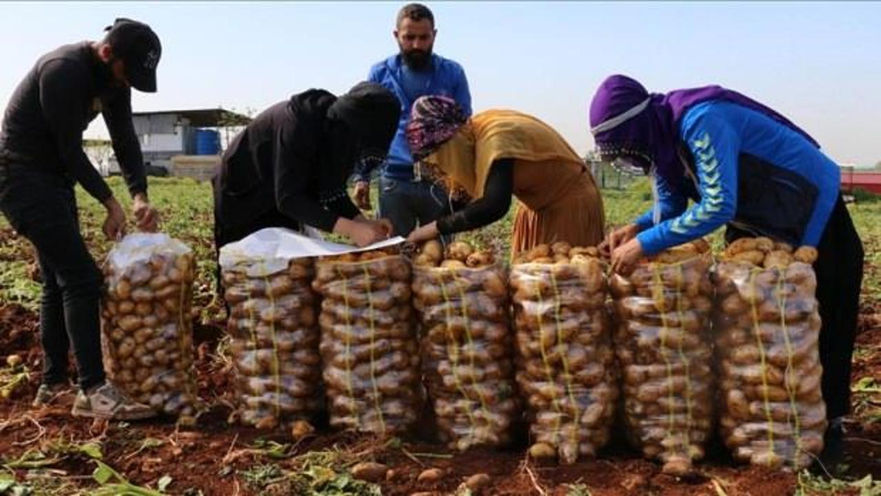 Adana'da turfanda patateste hasat mesaisi başladı