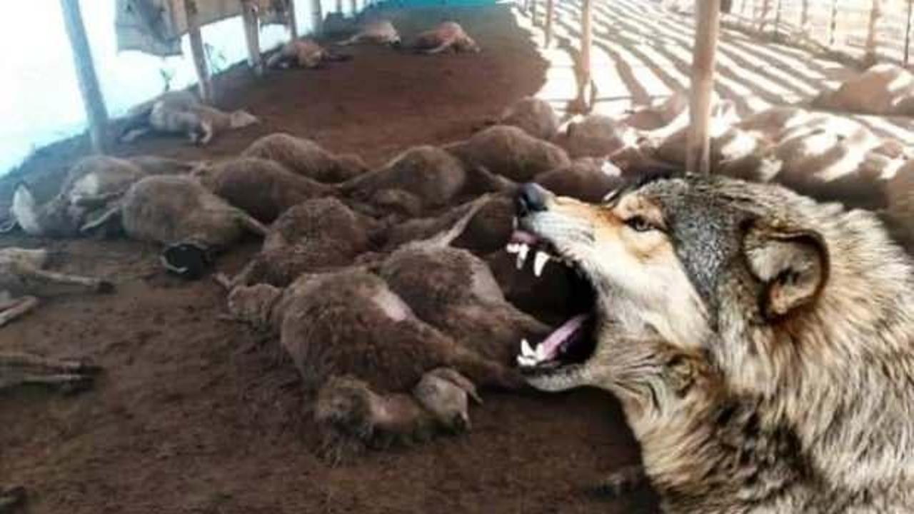 Adıyaman'da kurtlar dehşet saçtı: 26 hayvan telef oldu!