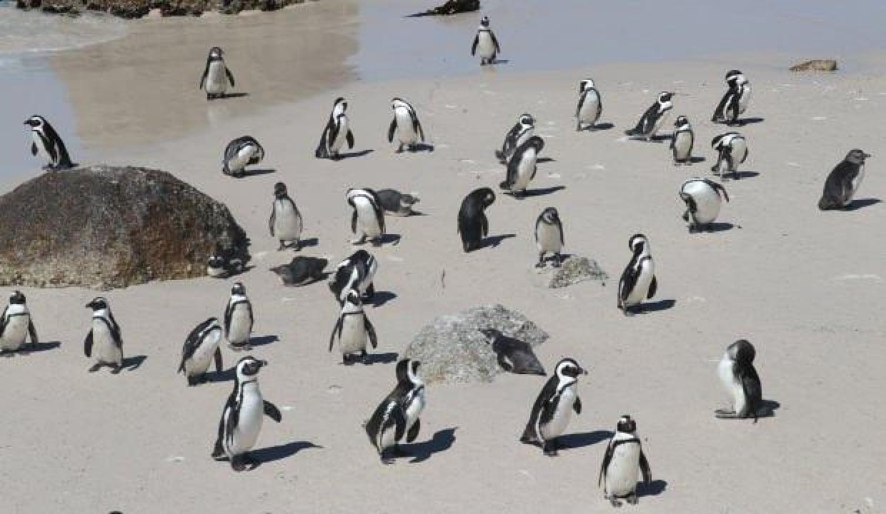 Afrika penguenlerinin soyu on yıllar içinde tükenebilir