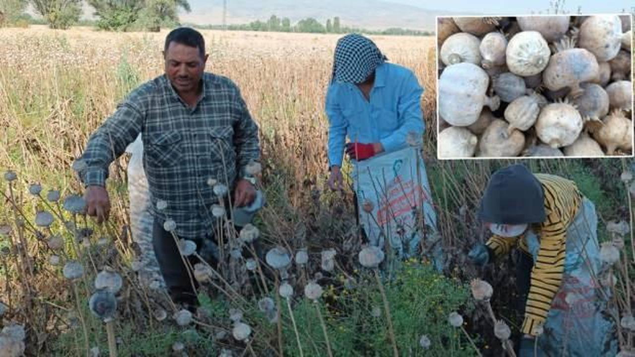 Afyonkarahisar haşhaş hasadı işçisi günlük yevmiyesi belli oldu