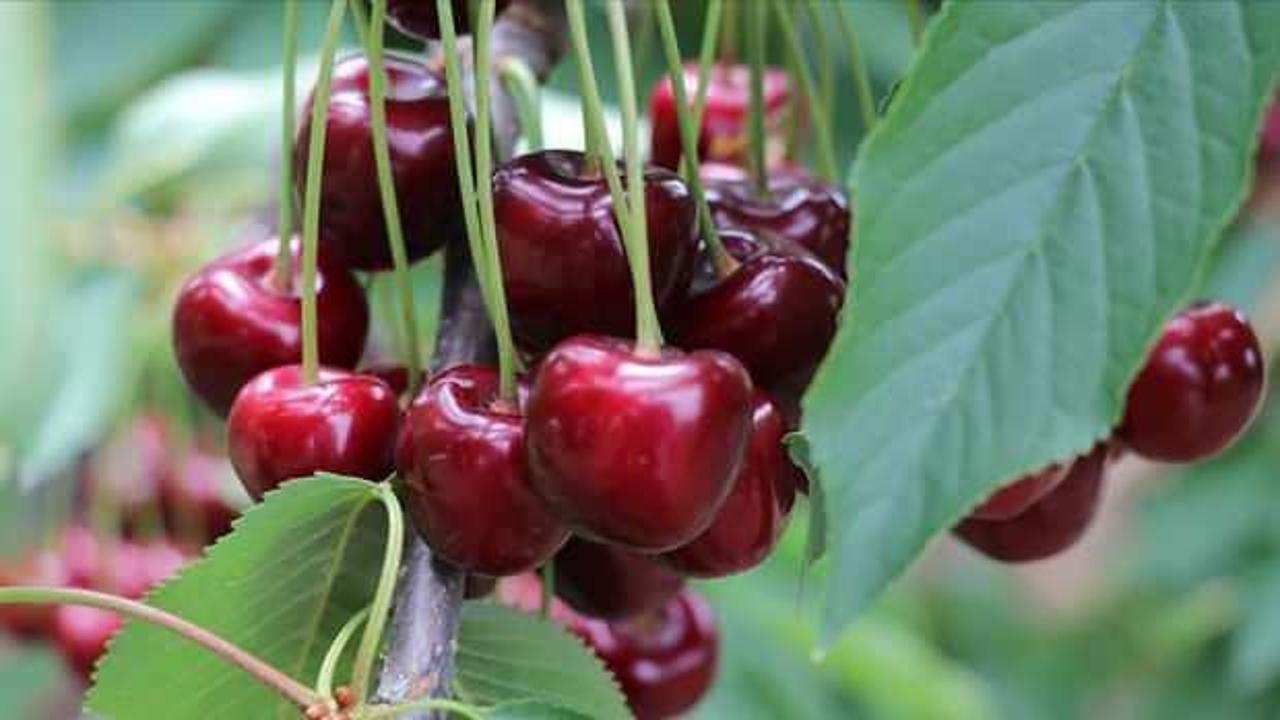Afyonkarahisar'ın tescilli kirazı Avrupa ve Uzak Doğu'ya gönderiliyor