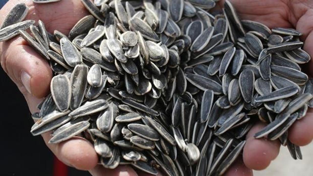 Ağrı Ovası'nda yetiştirilen çerezlik ayçiçeğinin hasadı devam ediyor