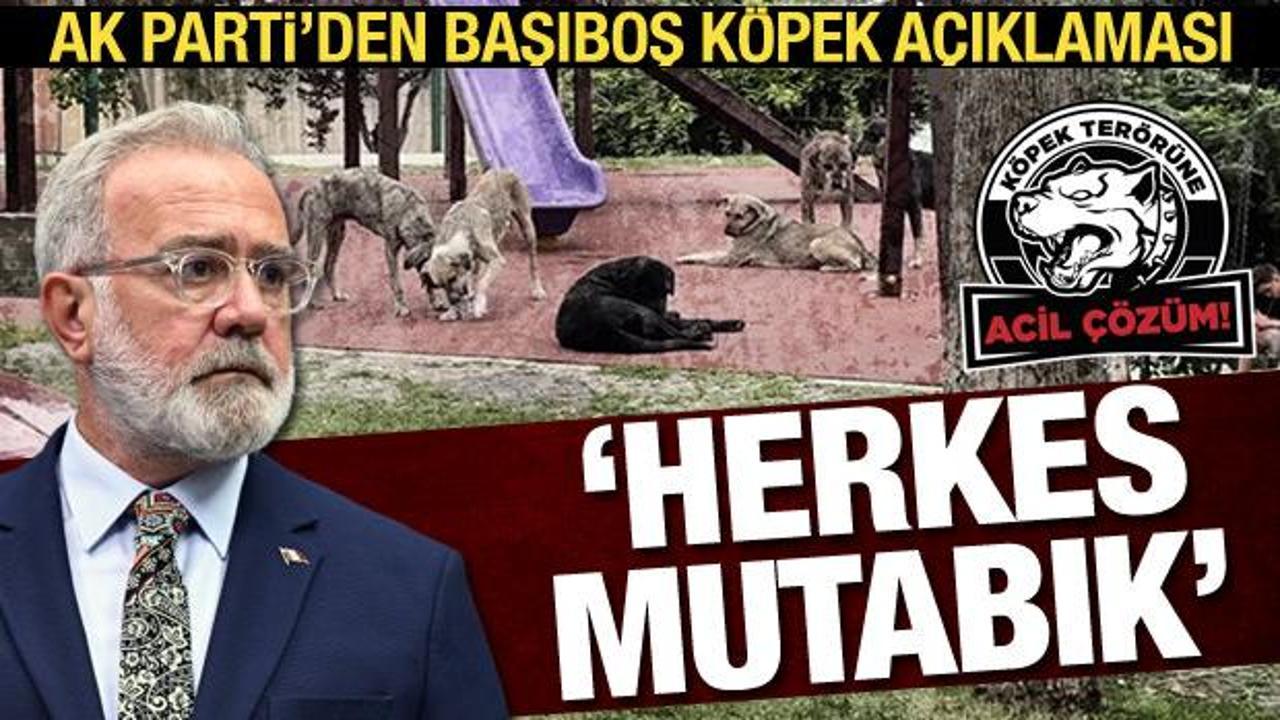 AK Parti'den başıboş sokak köpeği açıklaması
