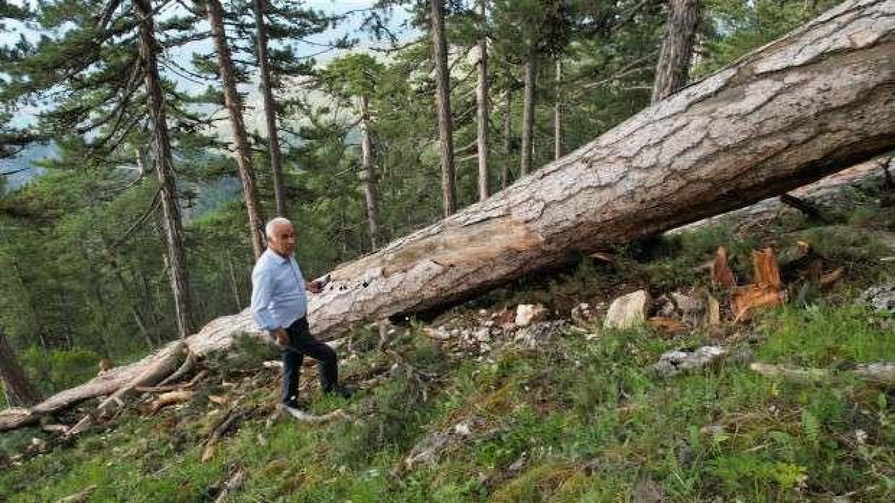 AK Parti'li Ceylan'dan 'anıt ağaç' kesimi tepkisi