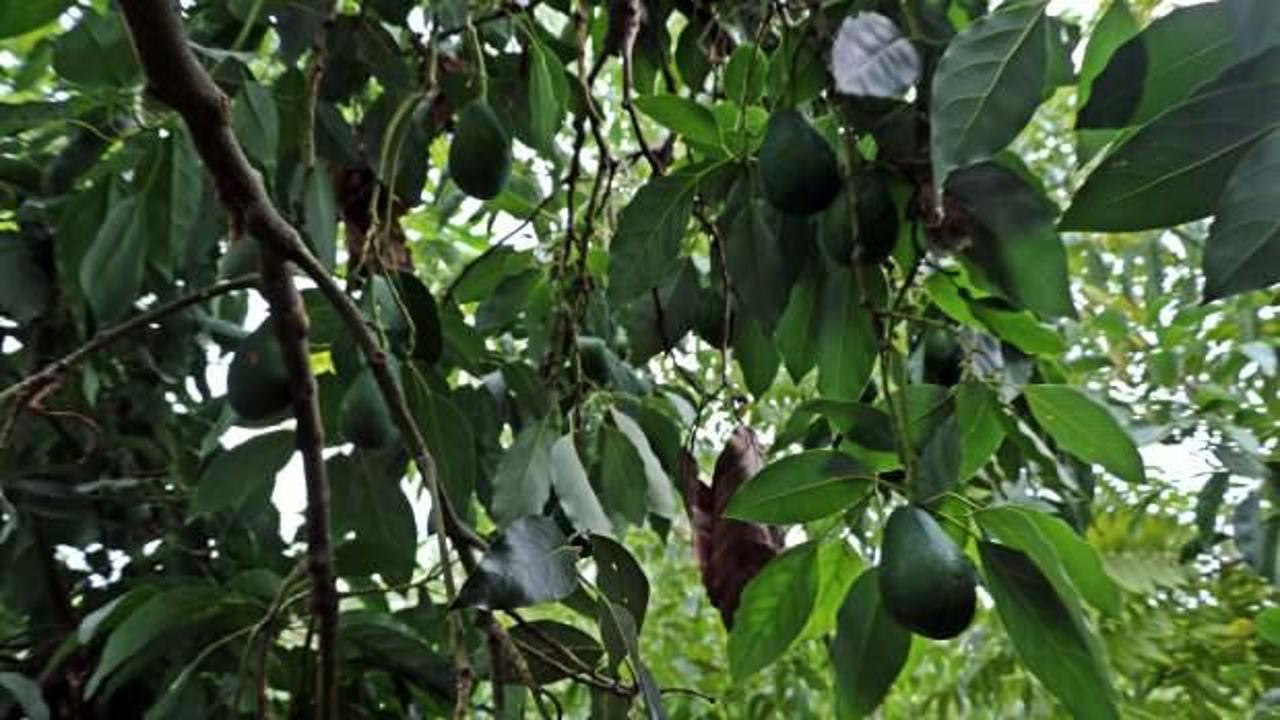 Alanya'da avokado hasadı başladı