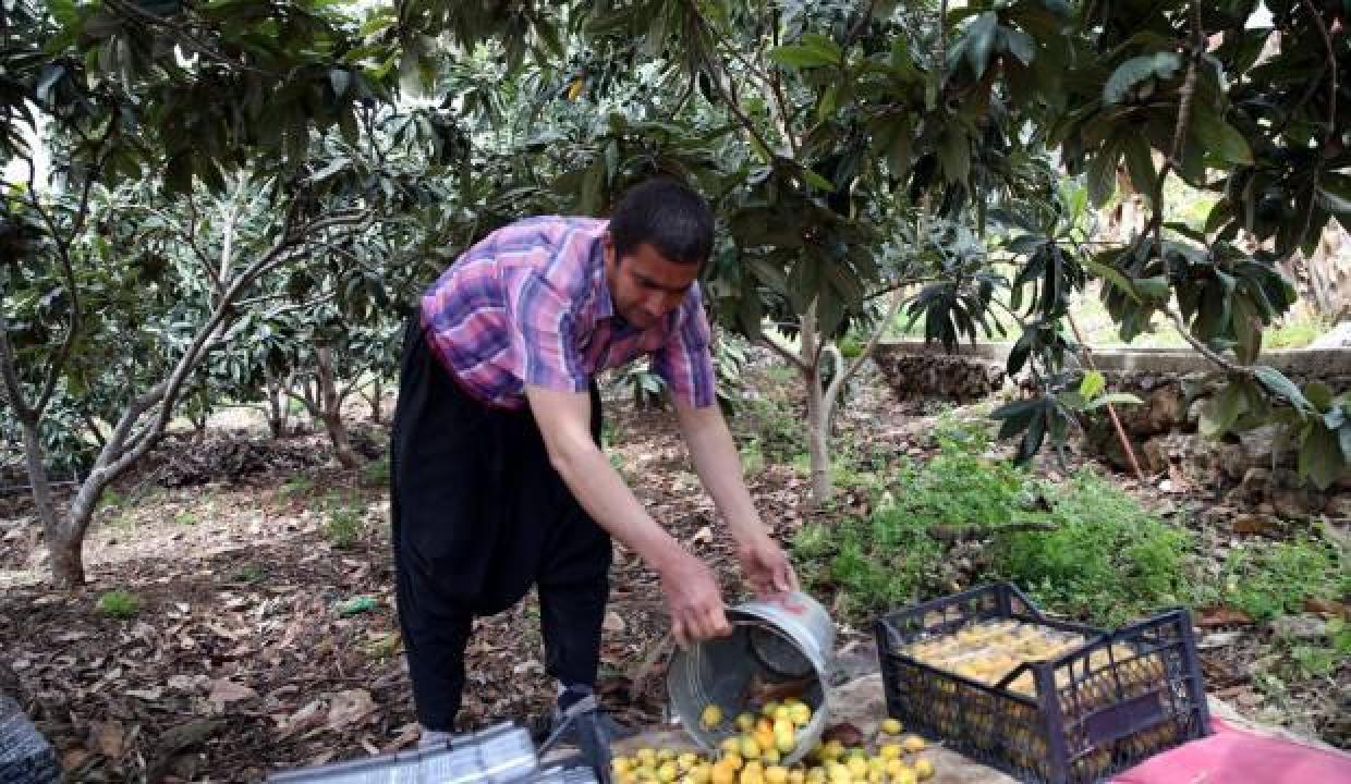 Alanya'da yenidünya hasadına başlandı
