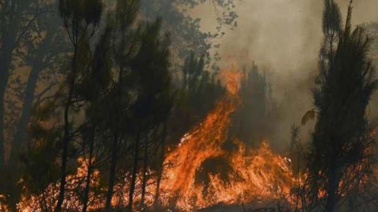 Almanya’da Harz Dağları'nda orman yangını çıktı