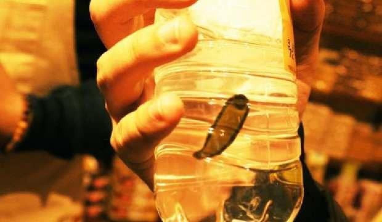 Almanya’ya ihracat, tıbbı sülük fiyatlarını arttırdı