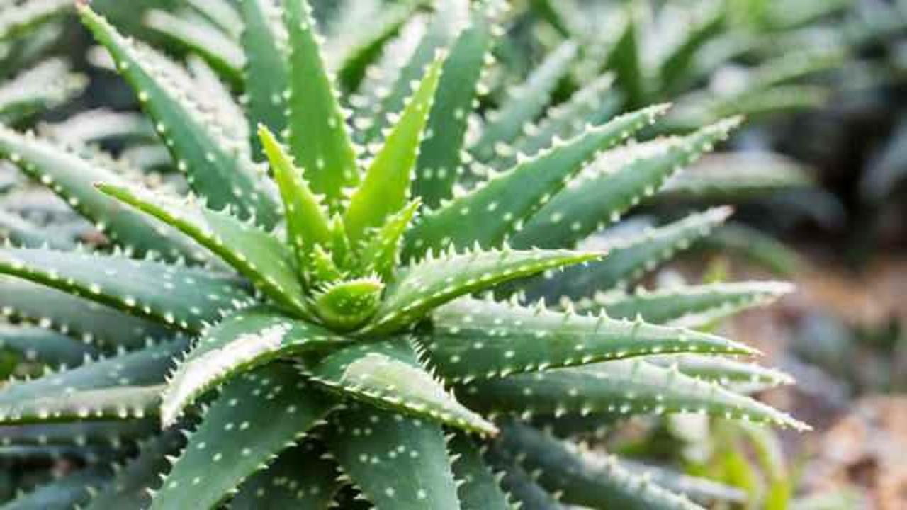 Aloe vera faydaları nelerdir, nasıl kullanılır? Aloe vera yüze sürülür mü?