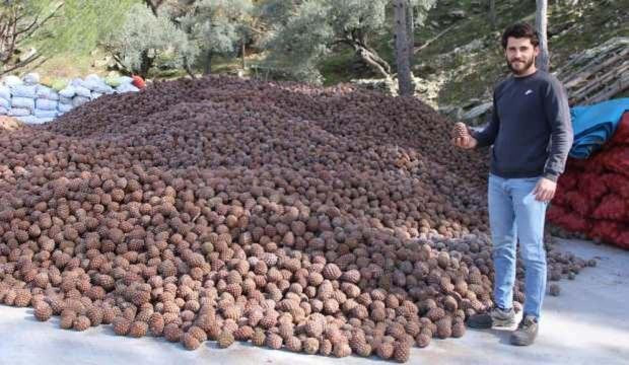 Altın değerindeki künarın zorlu yolculuğu başladı