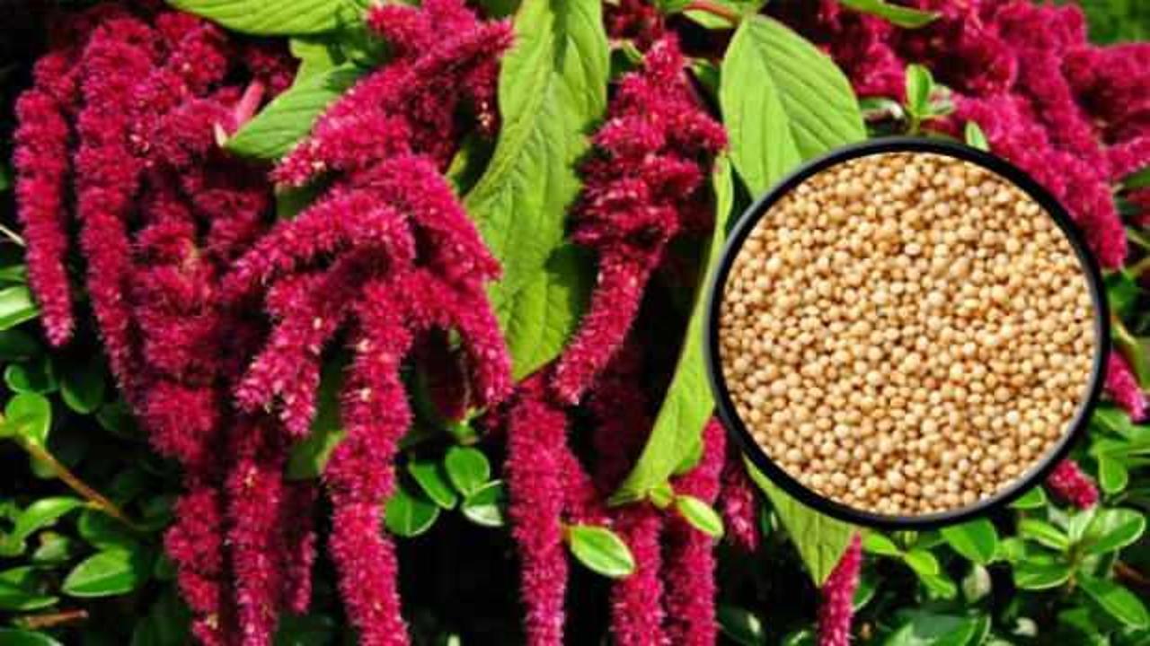 Amaranth bitkisi nedir? Ne işe yarar? Faydaları nelerdir?