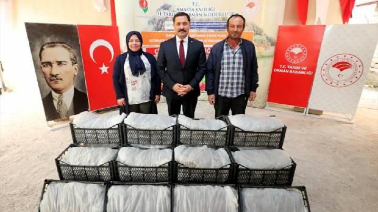 Amasya'da çiftçilere 250 bin çilek fidesi dağıtıldı