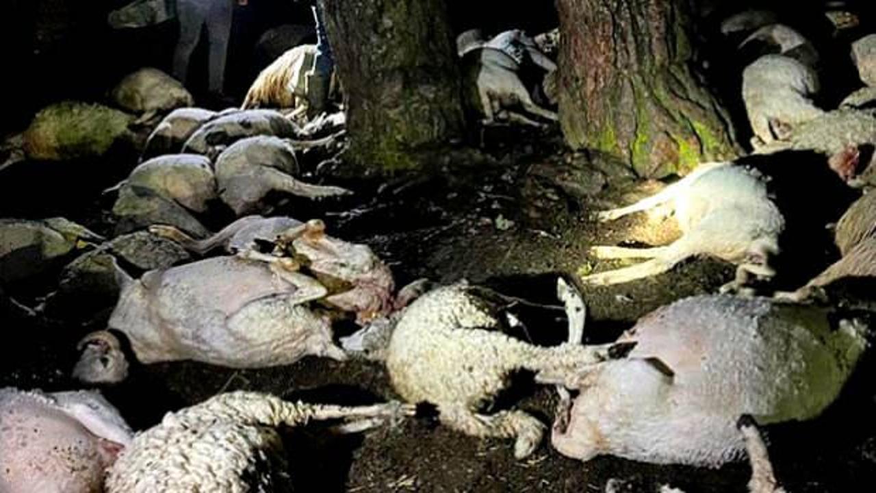 Amasya'da dehşete düşüren olay: Çoban yaralandı, 76 hayvan telef oldu