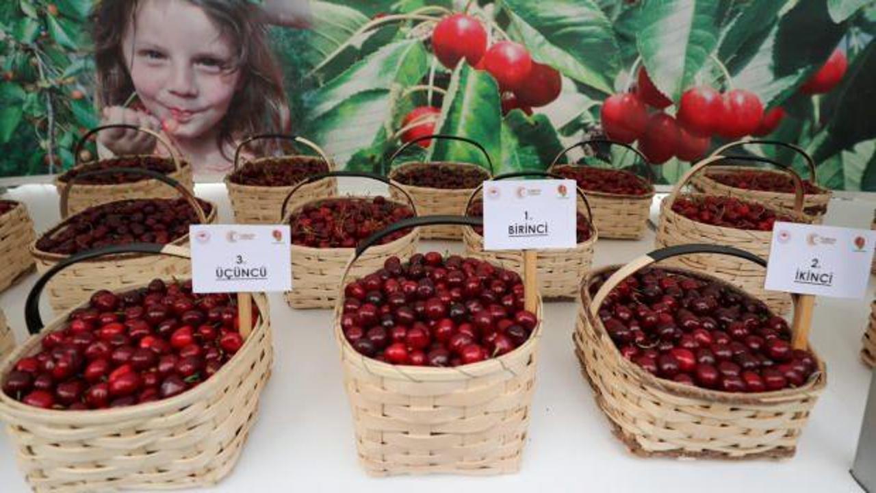 Amasya’da kirazlar yarıştı