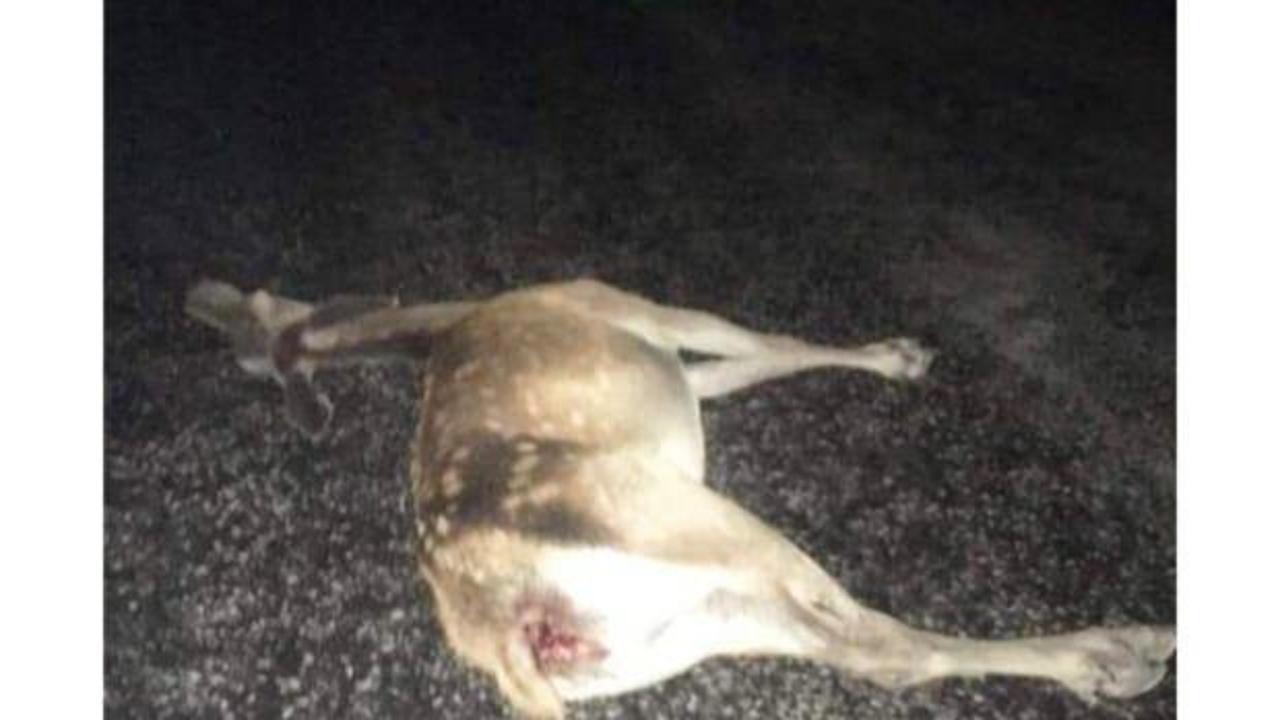 Ankara Beypazarı’nda otomobil geyiğe çarptı: 3 yaralı
