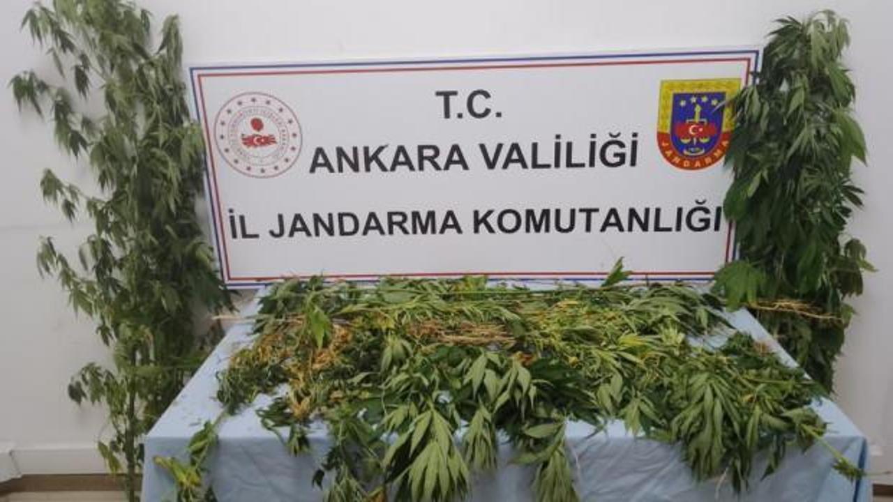 Ankara’da 298 kök kenevir ele geçirildi