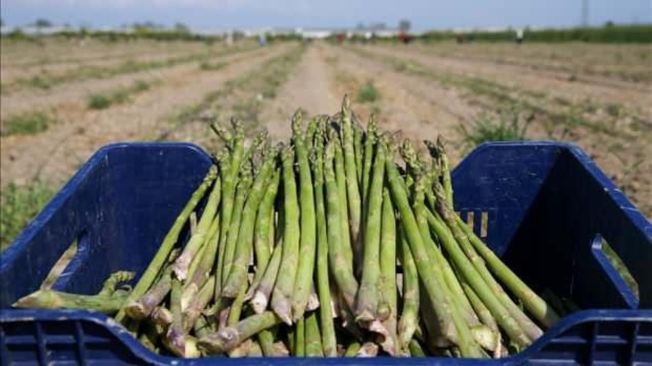Antalya ve Muğla'da kuşkonmaz hasadı ihracat sevinciyle başladı
