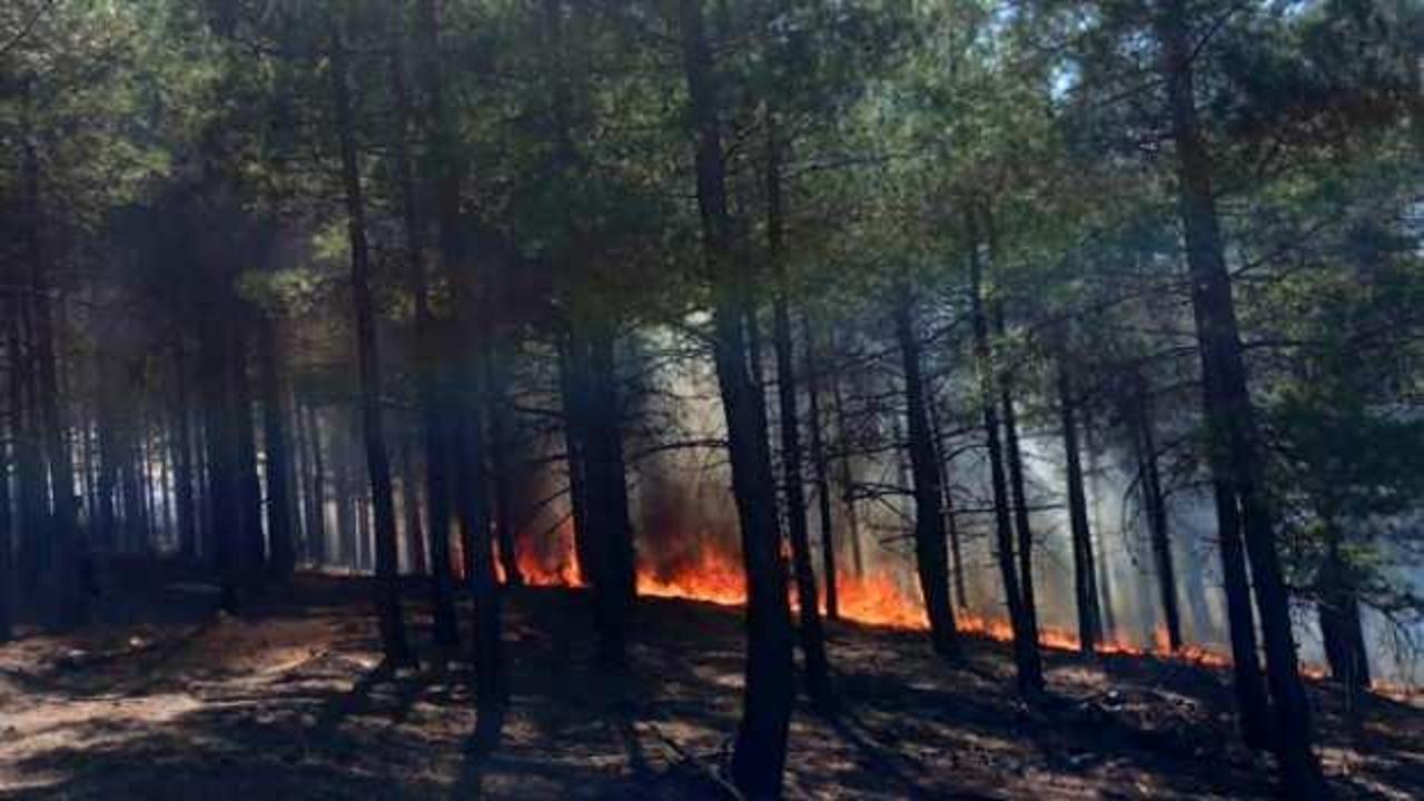 Antalya'da ormanlık alanda yangın